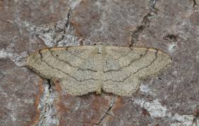 Attēlu rezultāti vaicājumam “Idaea aversata”