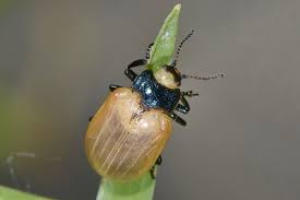 Attēlu rezultāti vaicājumam “Linaeidea aenea”