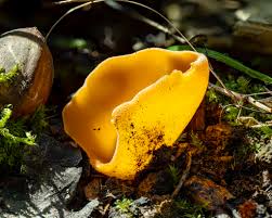 Attēlu rezultāti vaicājumam “Otidea leporina”