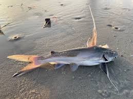 Image result for Bagre marinus