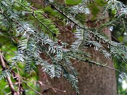 Attēlu rezultāti vaicājumam “Abies sibirica”