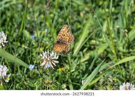 Attēlu rezultāti vaicājumam “Melitaea phoebe underside”