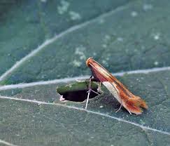 Attēlu rezultāti vaicājumam “Caloptilia alchimiella”