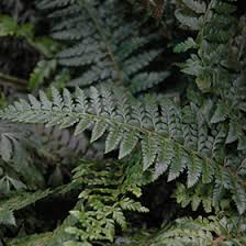 Attēlu rezultāti vaicājumam “Polystichum aculeatum”