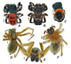 Attēlu rezultāti vaicājumam “Aranei”