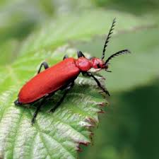 Attēlu rezultāti vaicājumam “Pyrochroidae imago”
