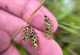 Attēlu rezultāti vaicājumam “Carex paupercula”