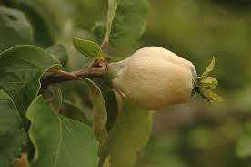 Attēlu rezultāti vaicājumam “Cydonia oblonga fruit”