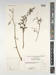 Attēlu rezultāti vaicājumam “Pastinaca sativa subsp. sylvestris”