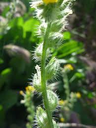 Attēlu rezultāti vaicājumam “Trichia flavicoma stalked”