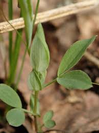 Attēlu rezultāti vaicājumam “Lathyrus pratensis fruit”