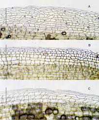 Attēlu rezultāti vaicājumam “Leucobryum juniperoideum”