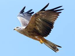 Image result for Milvus milvus