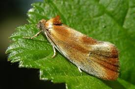 Attēlu rezultāti vaicājumam “Eulia ministrana”