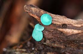 Attēlu rezultāti vaicājumam “Chlorociboria aeruginascens”