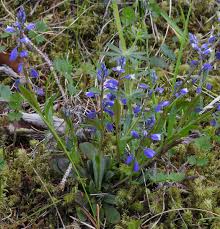 Attēlu rezultāti vaicājumam “Polygala amarella leaf”