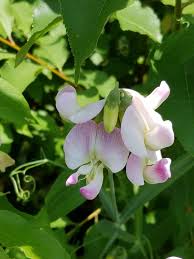 Attēlu rezultāti vaicājumam “Lathyrus latifolius flower”