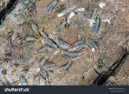 Attēlu rezultāti vaicājumam “Lepidosaphes ulmi”