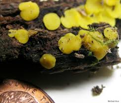 Attēlu rezultāti vaicājumam “Bisporella citrina”