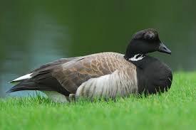 Attēlu rezultāti vaicājumam “Branta bernicla”