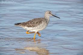 Image result for Tringa melanoleuca