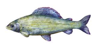 Image result for Thymallus thymallus