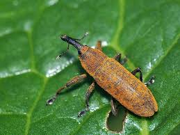 Attēlu rezultāti vaicājumam “Lebia chlorocephala”