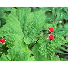 Attēlu rezultāti vaicājumam “Rubus parviflorus fruit”