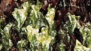 Attēlu rezultāti vaicājumam “Pleurococcus vulgaris”