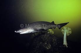 Image result for Hexanchus griseus