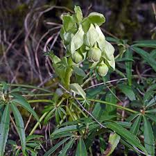 Image result for Nieswurz