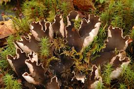 Attēlu rezultāti vaicājumam “Peltigera malacea”