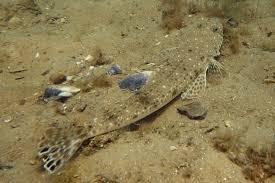 Image result for Platycephalus speculator