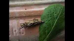 Attēlu rezultāti vaicājumam “Canephora hirsuta larva”