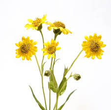 Image result for Arnika