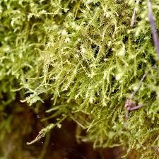 Attēlu rezultāti vaicājumam “Anomodon longifolius”