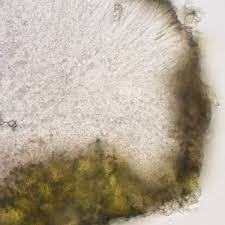 Attēlu rezultāti vaicājumam “Cliostomum corrugatum”