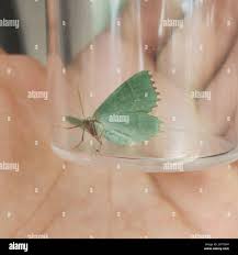 Attēlu rezultāti vaicājumam “Thalera fimbrialis”