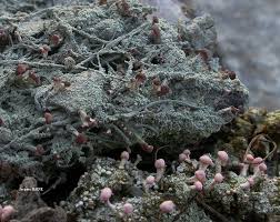 Attēlu rezultāti vaicājumam “Baeomyces rufus”