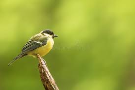 Attēlu rezultāti vaicājumam “Parus major male”