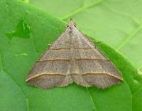 Attēlu rezultāti vaicājumam “Colobochyla salicalis”