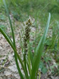 Attēlu rezultāti vaicājumam “Carex vulpina”