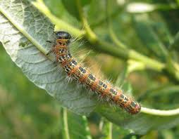 Attēlu rezultāti vaicājumam “Phalera bucephala imago”