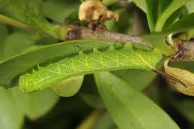 Attēlu rezultāti vaicājumam “Sphinx ligustri larva”