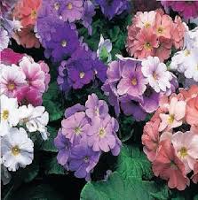 Image result for Primula obconica