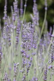 Attēlu rezultāti vaicājumam “Lavandula angustifolia leaf”