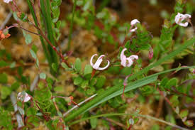 Attēlu rezultāti vaicājumam “Oxycoccus microcarpus”