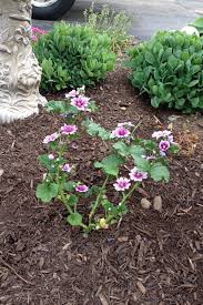Image result for Malva sylvestris 'Zebrina'