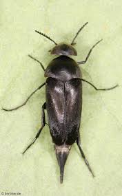 Attēlu rezultāti vaicājumam “Mordellidae”