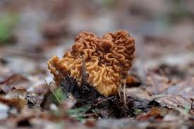 Attēlu rezultāti vaicājumam “Gyromitra gigas”